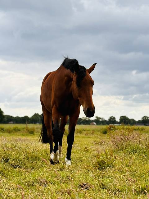 pferd