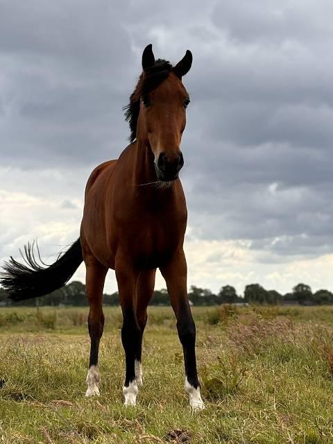 pferd